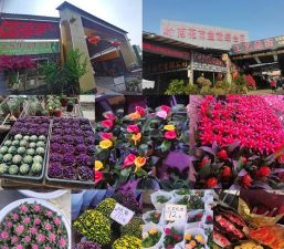 芳村花卉市场,买花好去处,品种多价格低 芳村花卉市场,买花好去处,品种多价格低