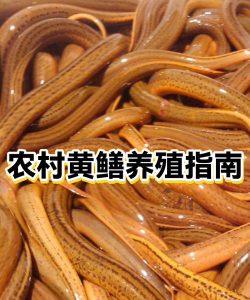 黄鳝养殖难度大吗,新手入门指南,常见问题解析 黄鳝养殖难度大吗,新手入门指南,常见问题解析