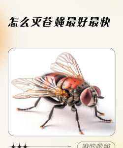 养殖场怎样灭苍蝇,减少虫害困扰,提升环境卫生 养殖场怎样灭苍蝇,减少虫害困扰,提升环境卫生