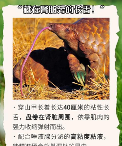 穿山甲可以人工养殖吗,养殖条件有哪些,技术难点在哪 穿山甲可以人工养殖吗,养殖条件有哪些,技术难点在哪