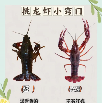 养殖龙虾一亩收多少斤,影响因素多,看准关键点 养殖龙虾一亩收多少斤,影响因素多,看准关键点