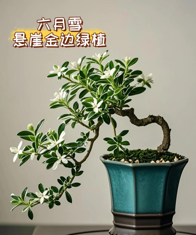 六月雪盆景的养殖方法,掌握关键技巧,轻松养护成型 六月雪盆景的养殖方法,掌握关键技巧,轻松养护成型
