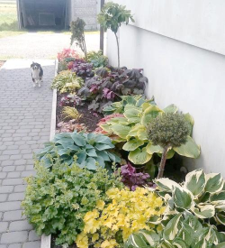 御花园养花,打造私家花境,享受园艺乐趣 御花园养花,打造私家花境,享受园艺乐趣