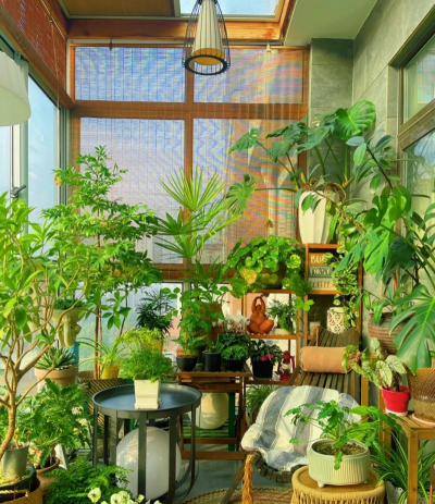 养花数量,合理规划,打造舒适家居 养花数量,合理规划,打造舒适家居