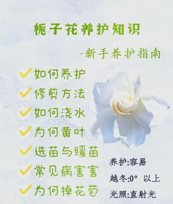 花卉栀子花,养护方法,开花技巧 花卉栀子花,养护方法,开花技巧
