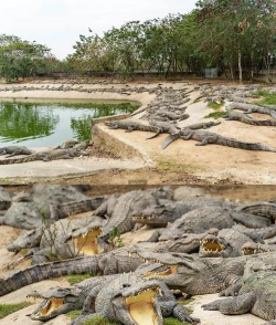 鳄鱼养殖销路在哪,市场渠道分析,经营策略参考 鳄鱼养殖销路在哪,市场渠道分析,经营策略参考