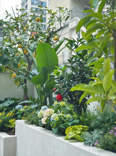 御花园养花,打造私家花园,提升生活品质 御花园养花,打造私家花园,提升生活品质