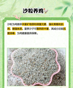 沙半鸡养殖技术,掌握关键要点,实现高效养殖 沙半鸡养殖技术,掌握关键要点,实现高效养殖