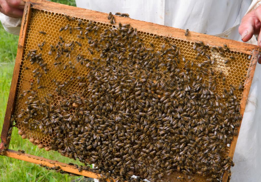 云南大黑蜂养殖技术,掌握核心要点,实现稳定增收 云南大黑蜂养殖技术,掌握核心要点,实现稳定增收