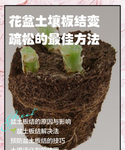 藻泥养花,改善土壤,促进生长 藻泥养花,改善土壤,促进生长