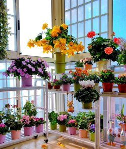 家庭养花技术,轻松入门,享受园艺乐趣 家庭养花技术,轻松入门,享受园艺乐趣