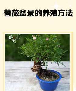 蔷薇花的养殖方法盆栽,选对品种很重要,日常养护要细心 蔷薇花的养殖方法盆栽,选对品种很重要,日常养护要细心