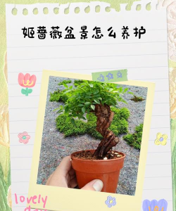 盆栽蔷薇花的养殖方法,轻松上手,花开满盆 盆栽蔷薇花的养殖方法,轻松上手,花开满盆