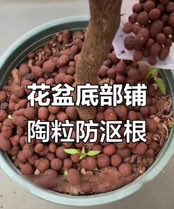养花用陶粒,改善土壤透气,防止烂根问题 养花用陶粒,改善土壤透气,防止烂根问题
