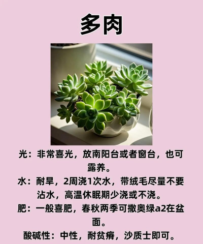 怎么养花草,新手入门指南,轻松打造小花园 怎么养花草,新手入门指南,轻松打造小花园
