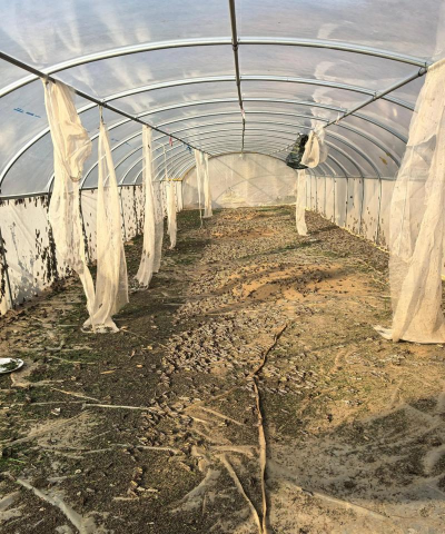 蚂蚱养殖的难处,新手常见问题,实用应对方法 蚂蚱养殖的难处,新手常见问题,实用应对方法