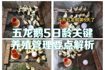 鹅怎么养殖技术及方法,掌握核心要点,实现高效养殖 鹅怎么养殖技术及方法,掌握核心要点,实现高效养殖