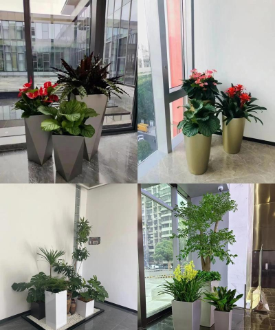 花卉租摆公司,提升办公环境,美化生活空间 花卉租摆公司,提升办公环境,美化生活空间