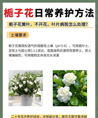 宜昌花卉,选购技巧,养护要点 宜昌花卉,选购技巧,养护要点
