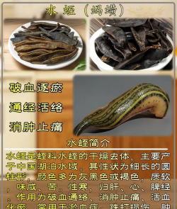 中国水蛭养殖信息网,获取专业资讯,掌握养殖技巧 中国水蛭养殖信息网,获取专业资讯,掌握养殖技巧