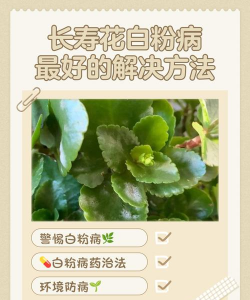 用药养花,常见误区,实用技巧 用药养花,常见误区,实用技巧