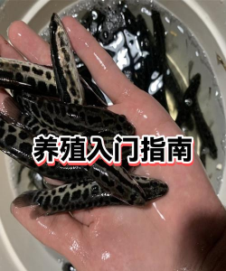 非洲雁养殖技术视频,新手入门指南,常见问题解答 非洲雁养殖技术视频,新手入门指南,常见问题解答