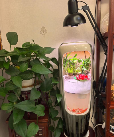 鱼缸养花,创意玩法,轻松上手 鱼缸养花,创意玩法,轻松上手