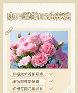 康乃馨花怎么养殖方法,掌握关键技巧,轻松养出好状态 康乃馨花怎么养殖方法,掌握关键技巧,轻松养出好状态