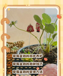 养花种草莓,新手入门指南,轻松享受种植乐趣 养花种草莓,新手入门指南,轻松享受种植乐趣