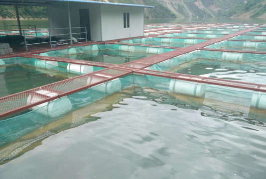 网箱水花鱼苗养殖技术,提高成活率,掌握关键要点 网箱水花鱼苗养殖技术,提高成活率,掌握关键要点