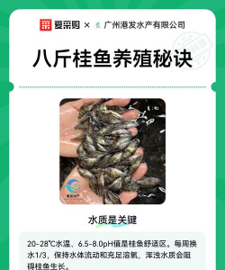 桂花鱼养殖技术及成本,掌握关键方法,实现高效收益 桂花鱼养殖技术及成本,掌握关键方法,实现高效收益