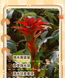 水塔花的家庭养殖方法,轻松上手,花开满屋 水塔花的家庭养殖方法,轻松上手,花开满屋