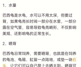 巴西龟养殖技术,新手入门指南,常见问题解答 巴西龟养殖技术,新手入门指南,常见问题解答