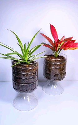 铁罐养花,废物利用,打造个性盆栽 铁罐养花,废物利用,打造个性盆栽