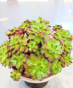 多肉红心莲的养殖方法,新手入门指南,轻松养出好状态 多肉红心莲的养殖方法,新手入门指南,轻松养出好状态