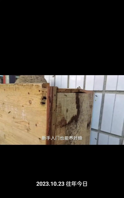 中华蜜蜂养殖入门实用技术,掌握基础方法,轻松开启养蜂路 中华蜜蜂养殖入门实用技术,掌握基础方法,轻松开启养蜂路