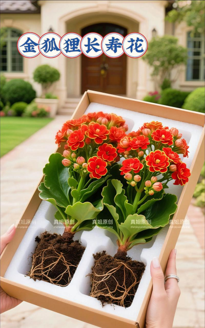 养花养根,根系健康,花开更美 养花养根,根系健康,花开更美