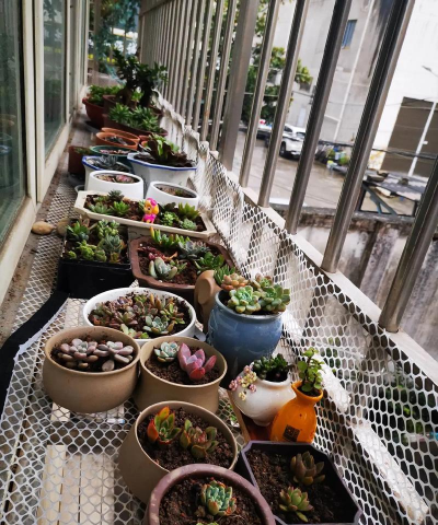 倒着养花,打破常规,体验新奇种植乐趣 倒着养花,打破常规,体验新奇种植乐趣