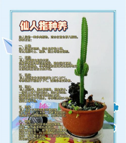 仙人指怎样养殖和繁殖,掌握关键技巧,轻松养出好状态 仙人指怎样养殖和繁殖,掌握关键技巧,轻松养出好状态