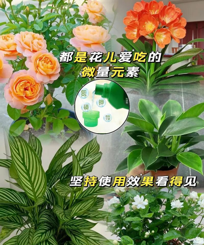 水养花营养液,选对配方,养出好状态 水养花营养液,选对配方,养出好状态