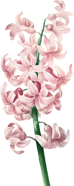 花卉贴图,美化设计,提升视觉体验 花卉贴图,美化设计,提升视觉体验