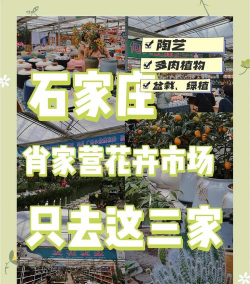 石家庄花卉市场,选购指南,避坑提醒 石家庄花卉市场,选购指南,避坑提醒