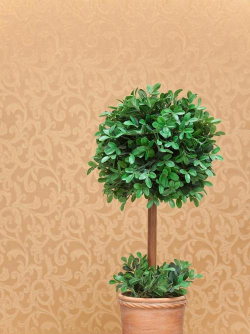 元宝树的养殖方法和注意事项,轻松上手,避免常见误区 元宝树的养殖方法和注意事项,轻松上手,避免常见误区