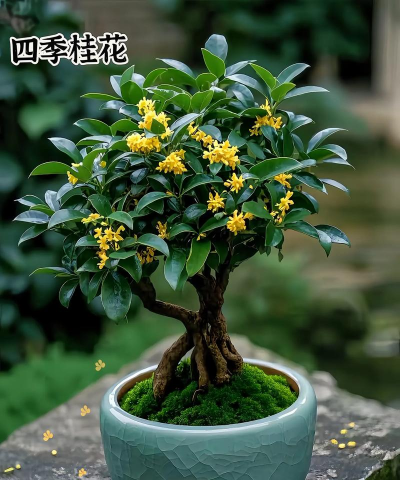 盆栽桂花耐寒多少度 盆栽桂花耐寒多少度