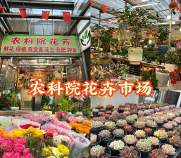 北京花卉批发,寻找靠谱渠道,掌握选购技巧 北京花卉批发,寻找靠谱渠道,掌握选购技巧