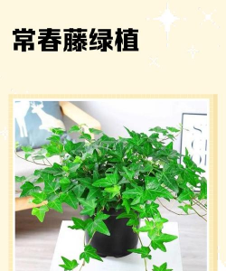 常青藤的养殖方法和注意事项,轻松掌握技巧,避免常见误区 常青藤的养殖方法和注意事项,轻松掌握技巧,避免常见误区