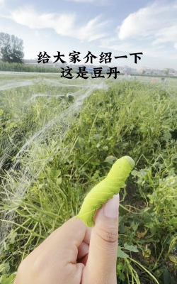 豆单养殖技术,掌握关键步骤,实现高效产出 豆单养殖技术,掌握关键步骤,实现高效产出