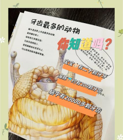 养花蜗牛,常见问题,解决方向 养花蜗牛,常见问题,解决方向