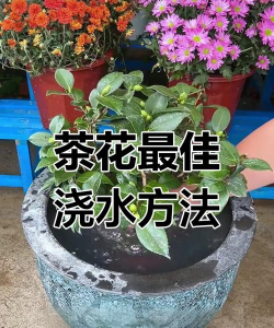 茶叶水养花,浇灌方法,效果分析 茶叶水养花,浇灌方法,效果分析