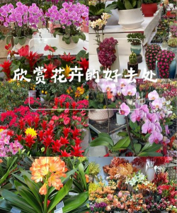 曹庄子花卉,选购技巧,养护要点 曹庄子花卉,选购技巧,养护要点